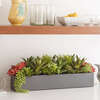 Arrangement Succulent Pot Gray 27in - Plants - 4