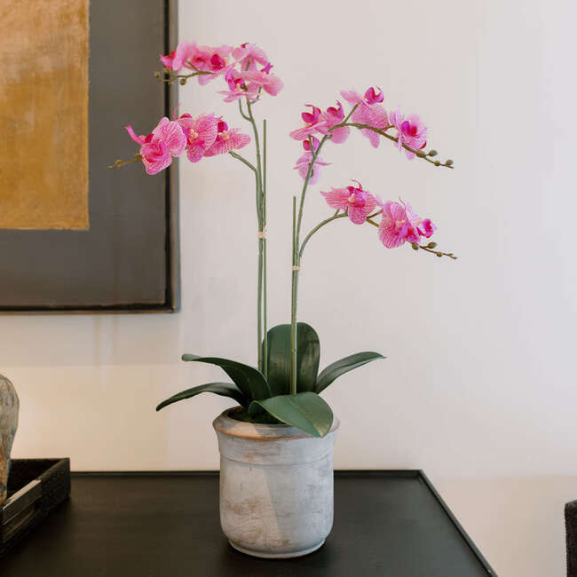 Orchid Phale 2 Stem Pot, Pink 24in - Plants - 3