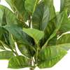 Plant 2PK Pot Eucalyptus 10in & Citrus 16in - Plants - 3