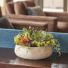 Arrangement Succulent Round Pot Natural 14in - Plants - 3