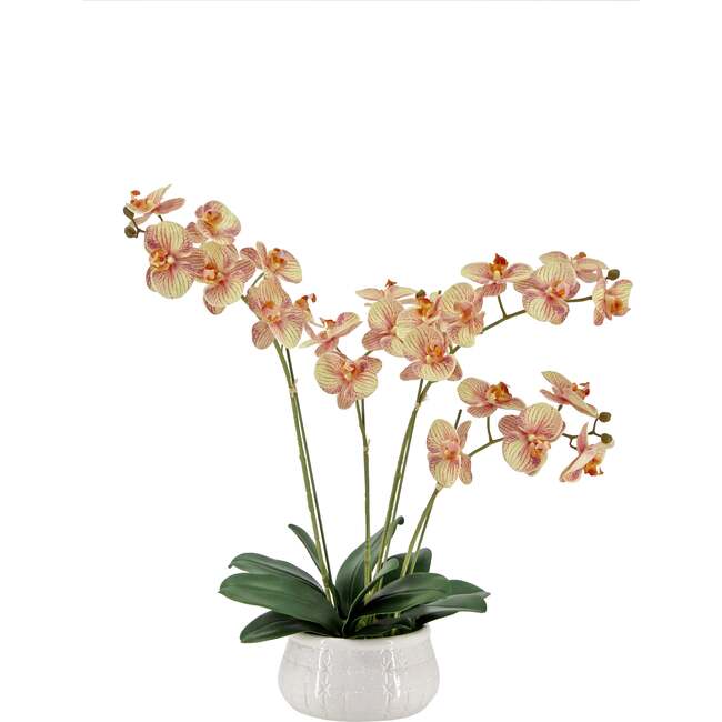 Orchid Phale 4 Stem Pot, Orange 23in