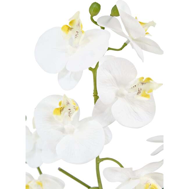 Orchid Phale 4 Stem Pot, White 23in - Plants - 5