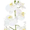 Orchid Phale 4 Stem Pot, White 23in - Plants - 5