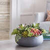 Arrangement Succulent Round Pot Gray 14in - Plants - 4