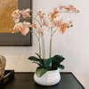 Orchid Phale 4 Stem Pot, Orange 23in - Plants - 2
