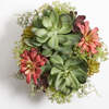 Arrangement Succulent Round Pot Natural 14in - Plants - 5