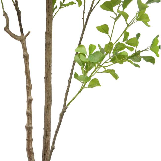 Tree Ficus Heart Grower 7ft - Plants - 4