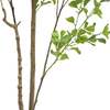 Tree Ficus Heart Grower 7ft - Plants - 4