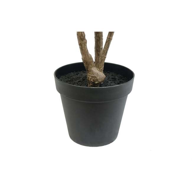 Tree Laurel Grower 7ft - Plants - 6