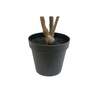 Tree Laurel Grower 7ft - Plants - 6