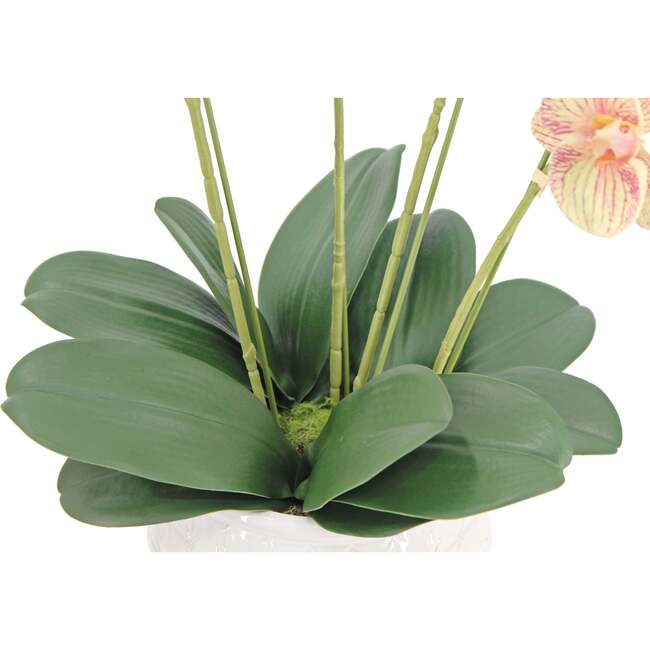 Orchid Phale 4 Stem Pot, Orange 23in - Plants - 3