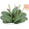 Orchid Phale 4 Stem Pot, Orange 23in - Plants - 3