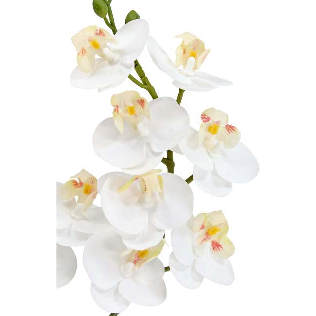 Orchid Phale 2 Stem Pot, White 24in - Plants - 3