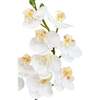 Orchid Phale 2 Stem Pot, White 24in - Plants - 3