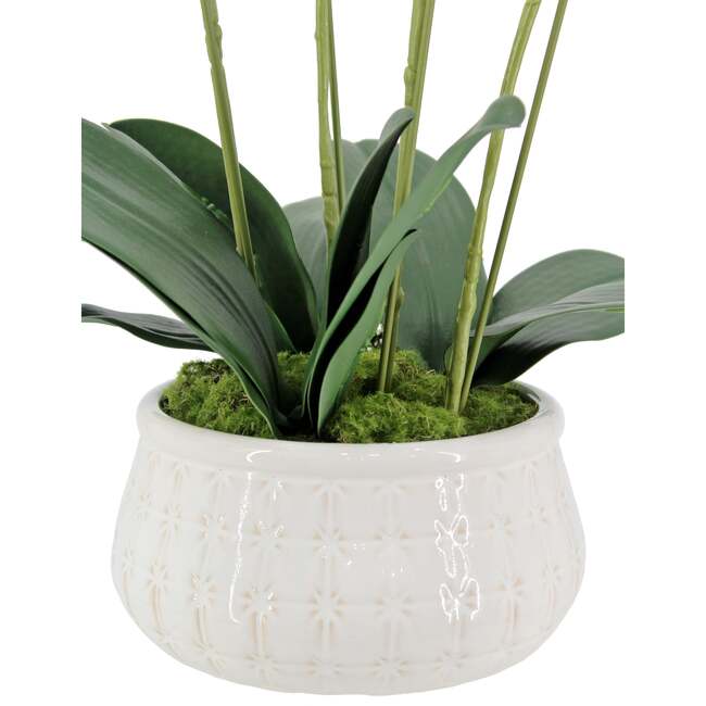 Orchid Phale 4 Stem Pot, White 23in - Plants - 6