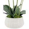 Orchid Phale 4 Stem Pot, White 23in - Plants - 6