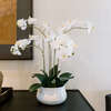 Orchid Phale 4 Stem Pot, White 23in - Plants - 7