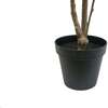 Tree Ficus Heart Grower 7ft - Plants - 5