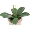 Orchid Phale 2 Stem Pot, Pink 24in - Plants - 4