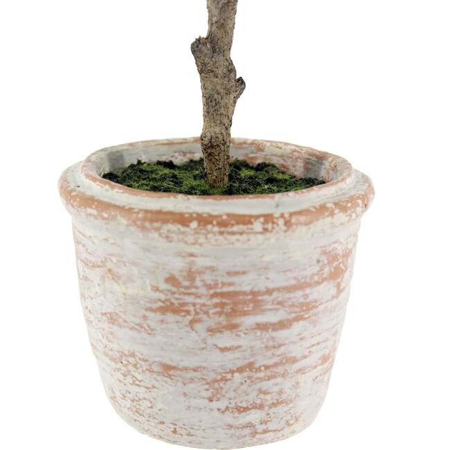 Plant 2PK Pot Eucalyptus 10in & Citrus 16in - Plants - 4