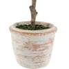 Plant 2PK Pot Eucalyptus 10in & Citrus 16in - Plants - 4