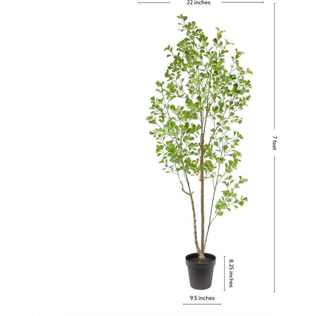 Tree Ficus Heart Grower 7ft - Plants - 6