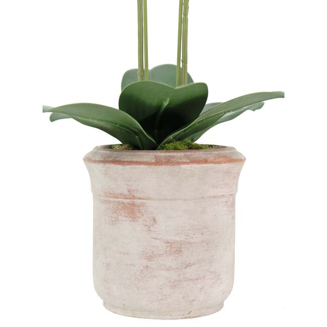 Orchid Phale 2 Stem Pot, White 24in - Plants - 4