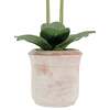 Orchid Phale 2 Stem Pot, White 24in - Plants - 4
