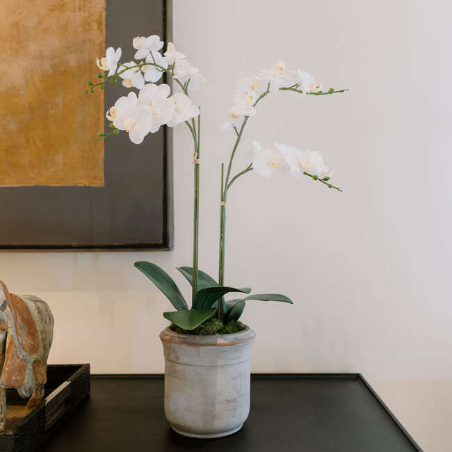 Orchid Phale 2 Stem Pot, White 24in - Plants - 5