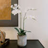 Orchid Phale 2 Stem Pot, White 24in - Plants - 5