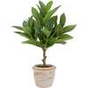 Plant 2PK Pot Eucalyptus 10in & Citrus 16in - Plants - 5