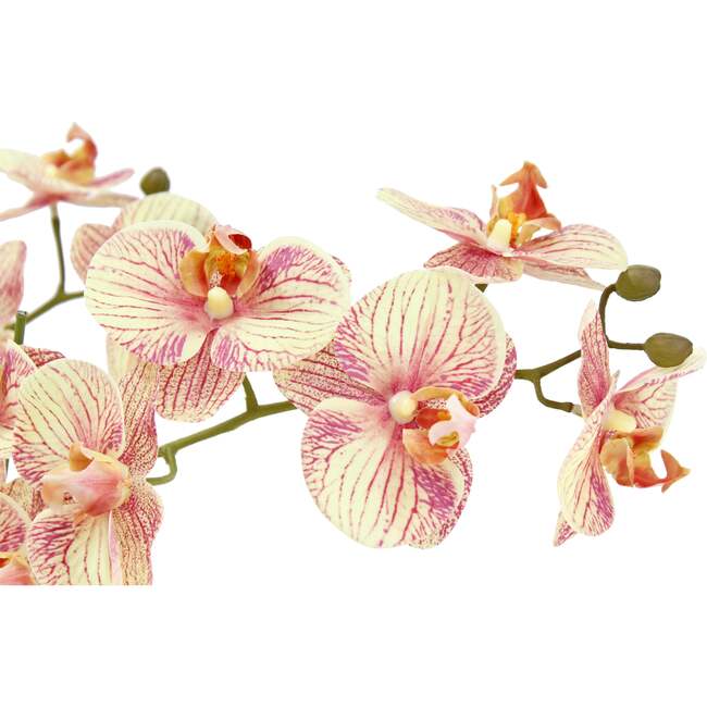 Orchid Phale 4 Stem Pot, Orange 23in - Plants - 4