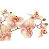 Orchid Phale 4 Stem Pot, Orange 23in - Plants - 4
