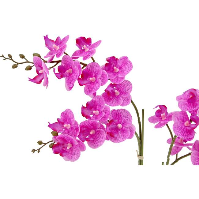 Orchid Phale 2 Stem Pot, Pink 24in - Plants - 5