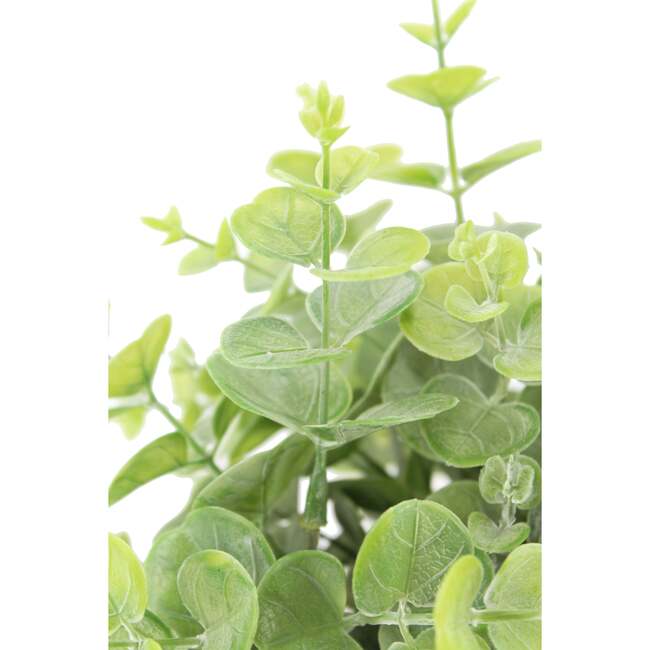 Plant 2PK Pot Eucalyptus 10in & Citrus 16in - Plants - 6