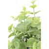 Plant 2PK Pot Eucalyptus 10in & Citrus 16in - Plants - 6
