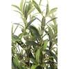 Arrangement Olive Vase 30in - Plants - 6