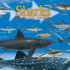 Smart Kids: Shark Chart - 100 pc Puzzle - Puzzles - 4