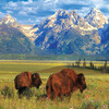 Grand Teton National Park - 1000 pc Puzzle - Puzzles - 4