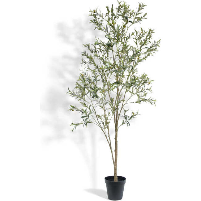 Tree Olive Whispy Grower 7ft