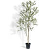 Tree Olive Whispy Grower 7ft - Plants - 1 - thumbnail