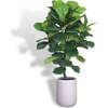 Tree Fiddle Fig Pot 5ft - Plants - 1 - thumbnail