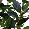 Tree Laurel Pot 7ft - Plants - 2