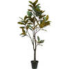 Tree Magnolia Grower 7ft - Plants - 4