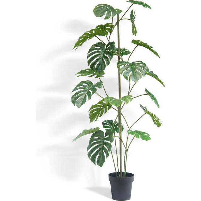Tree Monstera Grower 5ft
