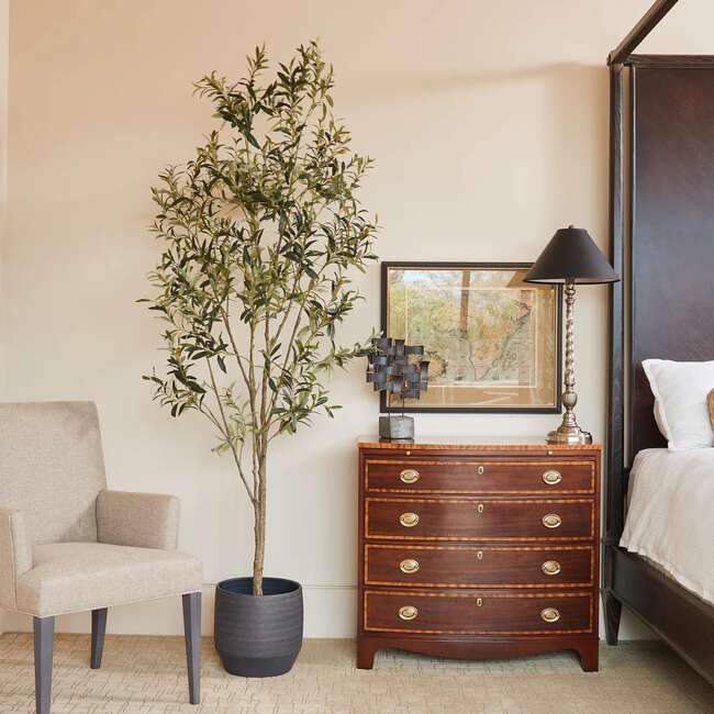 Tree Olive Whispy Grower 7ft - Plants - 2
