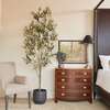 Tree Olive Whispy Grower 7ft - Plants - 2
