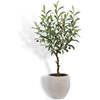 Tree Olive Topiary Pot 34in - Plants - 1 - thumbnail
