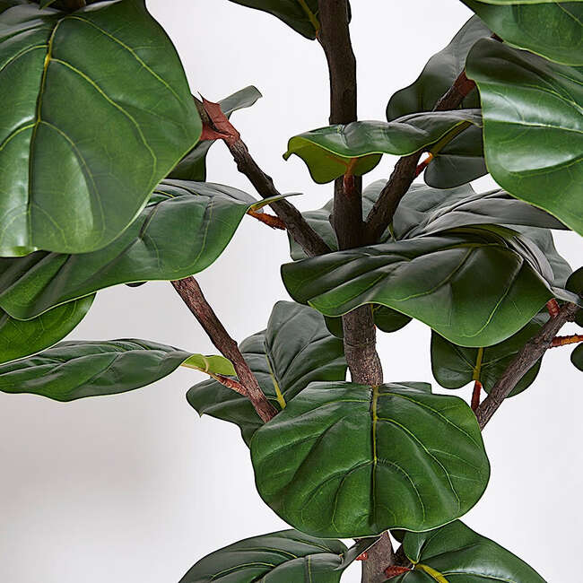 Tree Fiddle Fig Pot 5ft - Plants - 4
