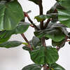 Tree Fiddle Fig Pot 5ft - Plants - 4 - thumbnail
